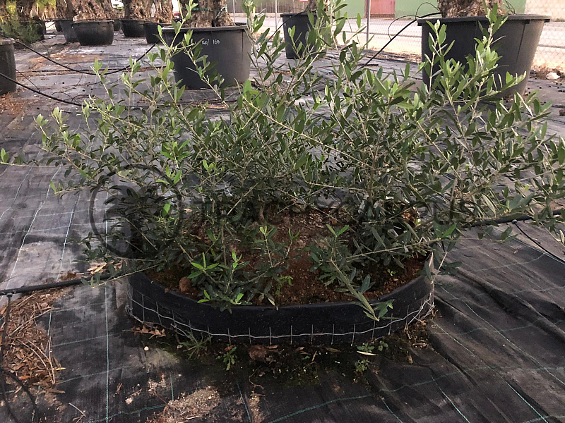 Olivovník - Olea Europaea Bonsai S