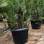 Chamaerops Humilis - grupo 1