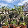 YUCCA ELEFANTIPE GRANDE - velká yucca AKCE